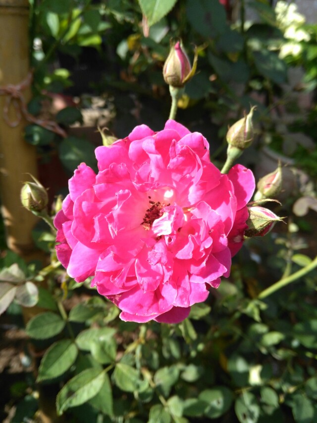 新澳门今晚开特马结果:2025年新澳门开奖结果